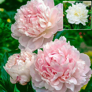 Wow!&reg; Peonies