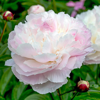 Temple Shirley Peony