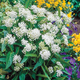 White Asclepias