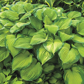 Guacamole Hosta