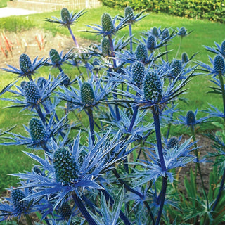 Big Blue Sea Holly