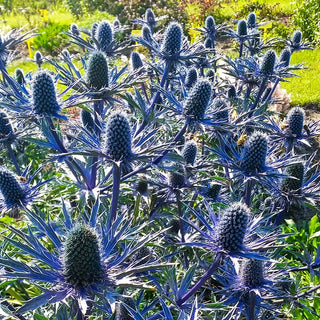 Big Blue Sea Holly