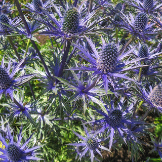 Big Blue Sea Holly