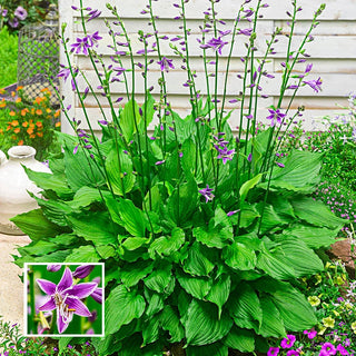 Purple Sensation Hosta