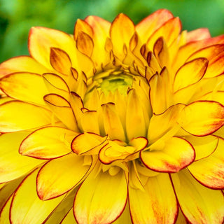 Lake Ontario Dahlia