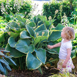 Minke Giant Hosta