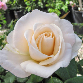 Easy Spirit Floribunda Rose 69900