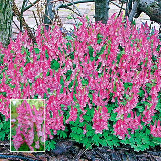 Spring Larkspur