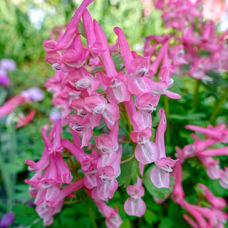 Spring Larkspur