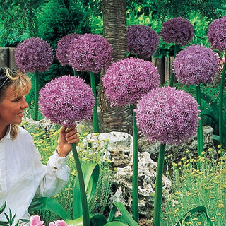 Beau Regard Allium