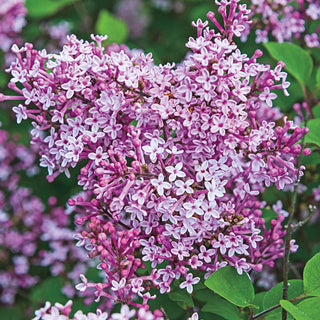 Josee Reblooming Lilac Hedge