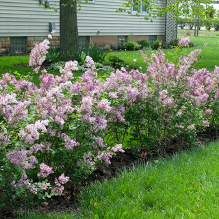 Josee Reblooming Lilac Hedge