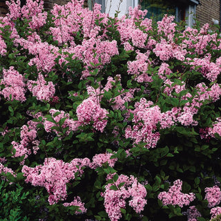 Josee Reblooming Lilac Hedge