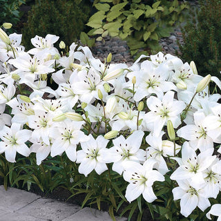 White Carpet Border Lilies