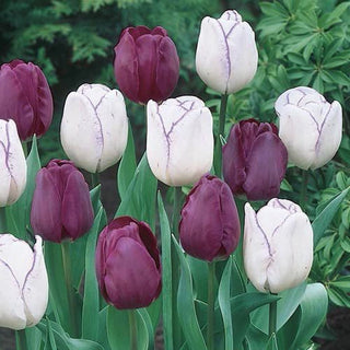 Purple Majesty Tulip