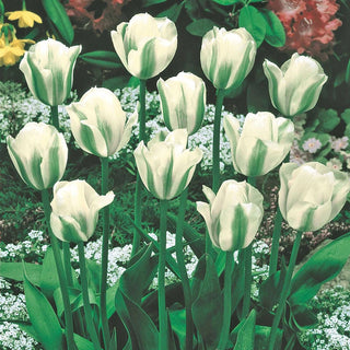 Spring Green Tulip