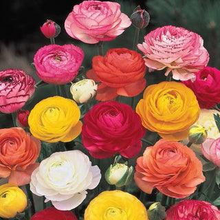 Ranunculus Mixture