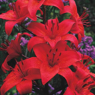 Grand Paradiso Asiatic Lily