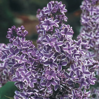 Sensation Lilac