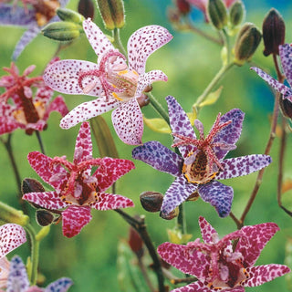 Toad Lily Mixture