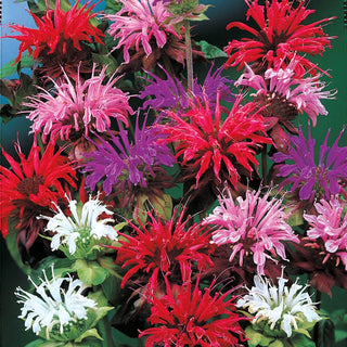 Bee Balm Plants (Monarda)