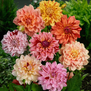 Rembrandt Dahlia Mixture