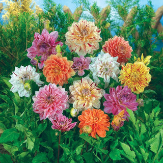 Rembrandt Dahlia Mixture