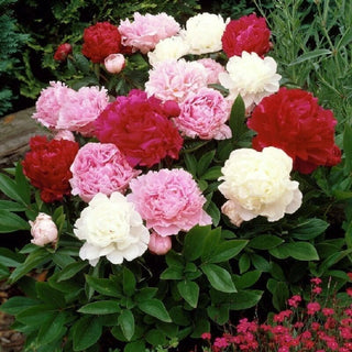 Peony Mixtures & Collections