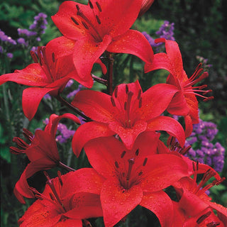 Grand Paradiso Lily