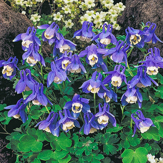 Columbine Alpine