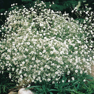 Babys Breath White