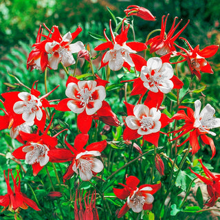 Columbine Crimson Star