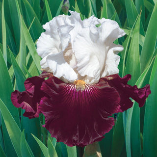 Twist Of Sheree Reblooming Bearded Iris