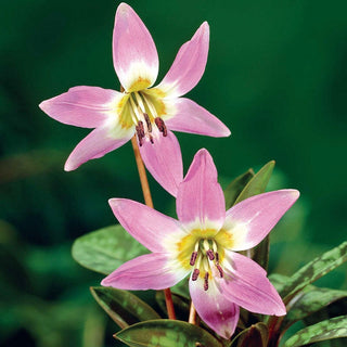 Dog Tooth Violet