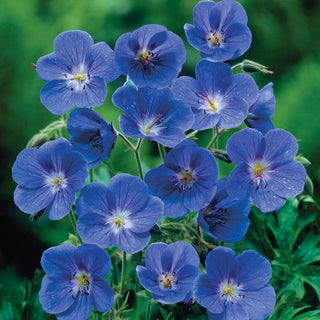 Geranium Blue Johnson