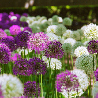 2 Months Of Allium Mixture