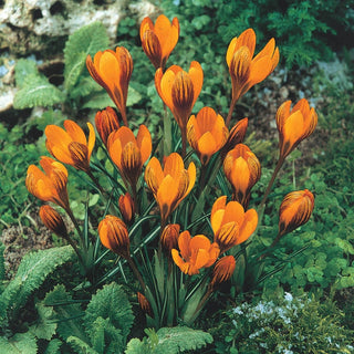 Orange Monarch Snow Crocus