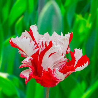 Estella Rijnveld Tulip