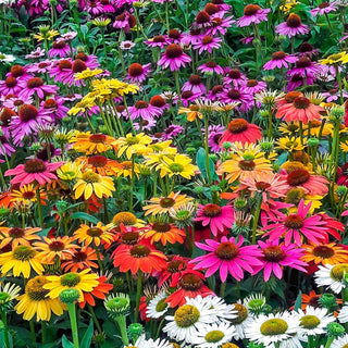 Breeder Coneflower Mixture