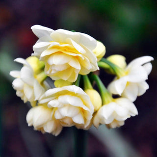 Spring Cheer Daffodil