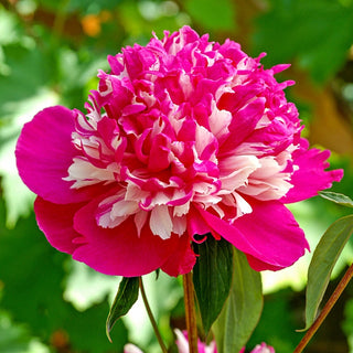 Celebrity Peony