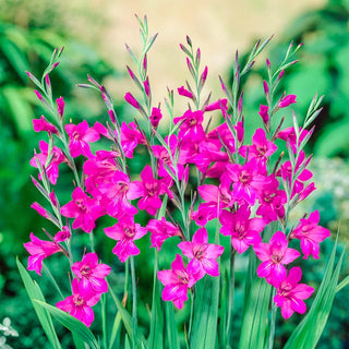 Byzantinus Gladiolus