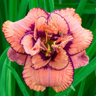 Tropical Island Reblooming Daylily