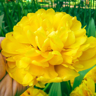 Yellow Majesty Tulip