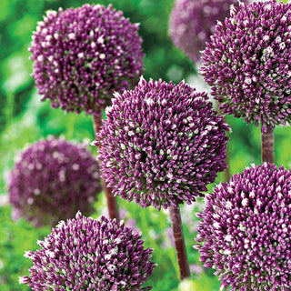 Summer Drummer Allium