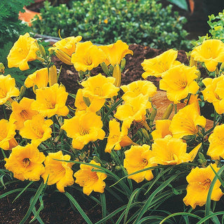 Dwarf Reblooming Daylily Collection