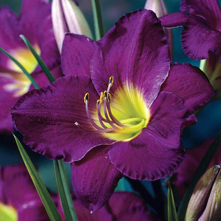 Dwarf Reblooming Daylily Collection