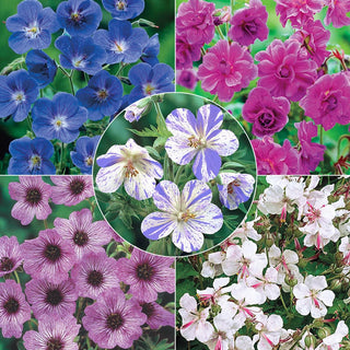 Everblooming Geranium Hardy Collection