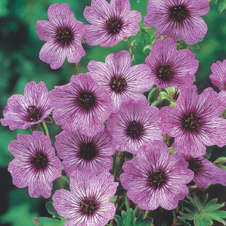 Everblooming Geranium Hardy Collection