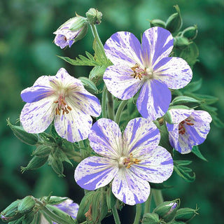 Everblooming Geranium Hardy Collection